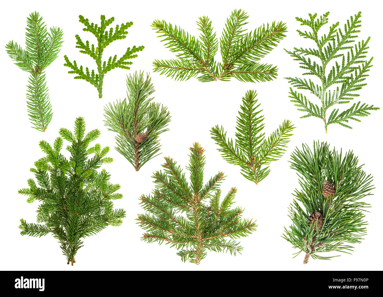 Set of evergreen coniferous tree branches isolated on white background. Stock Photo