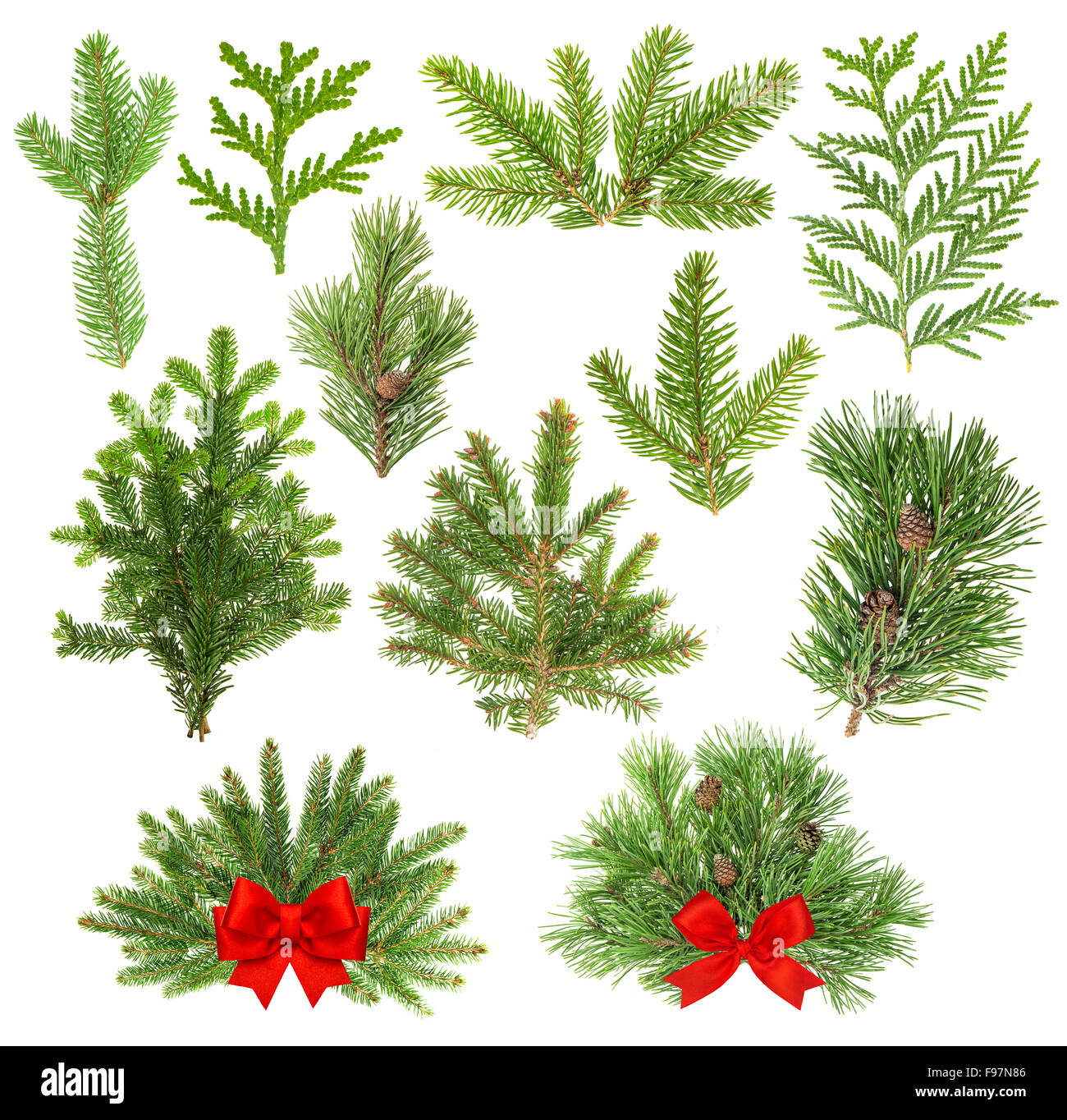 Set of evergreen coniferous tree branches isolated on white background. Christmas decoration with red ribbon bow Stock Photo
