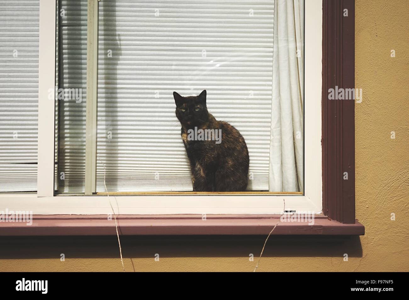 Portrait Of Cat On House Window Stock Photo Alamy