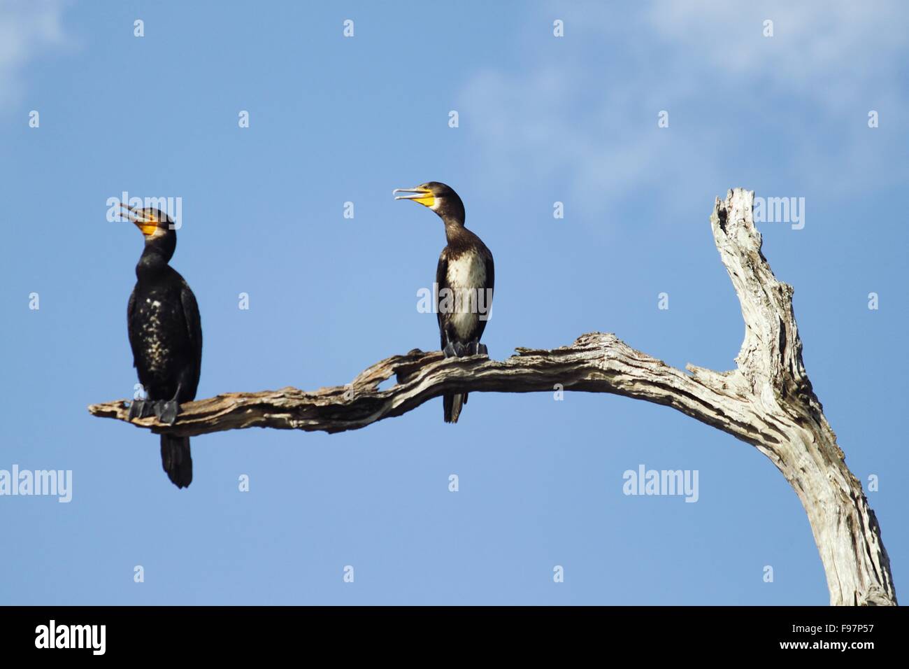 Low Angle View Of Great Cormorants Perching On Branch Against Sky Stock Photo