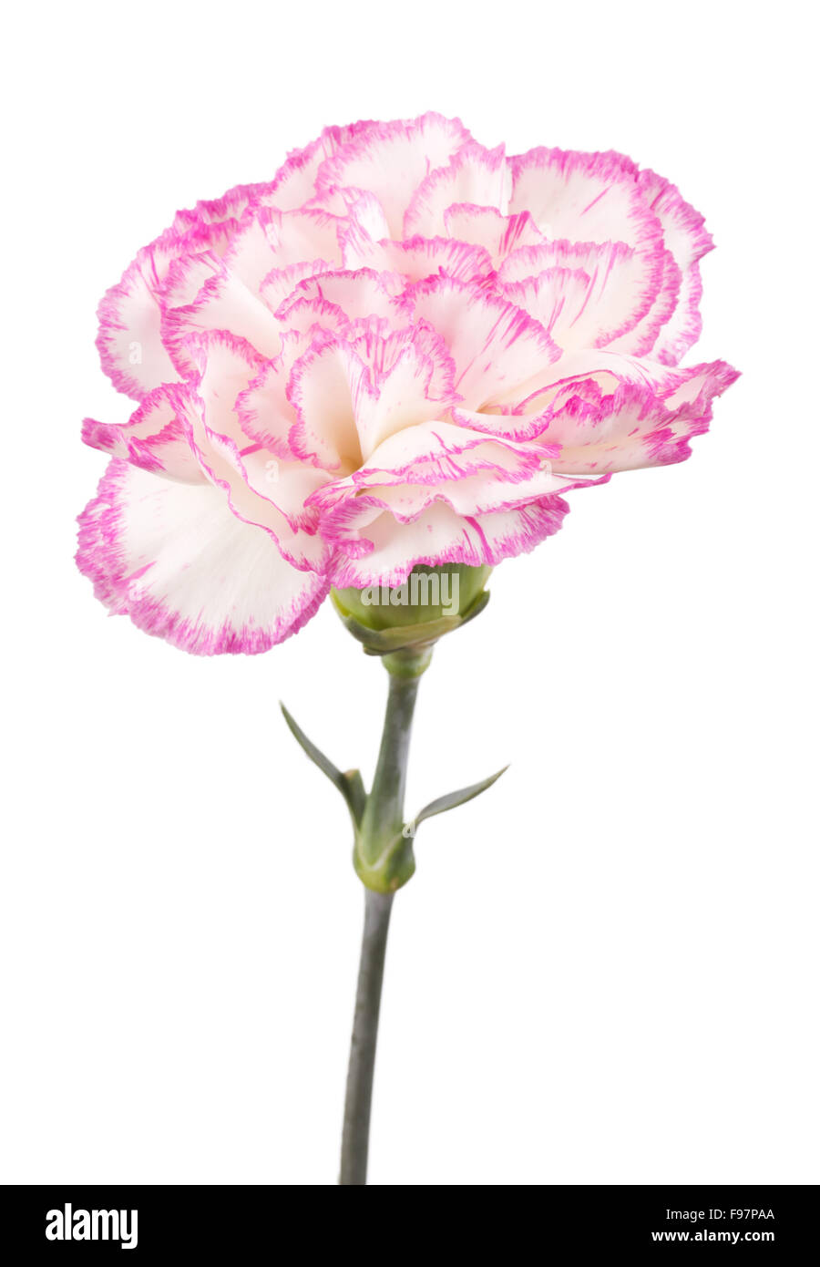 Beautiful pink carnation on a white background Stock Photo - Alamy