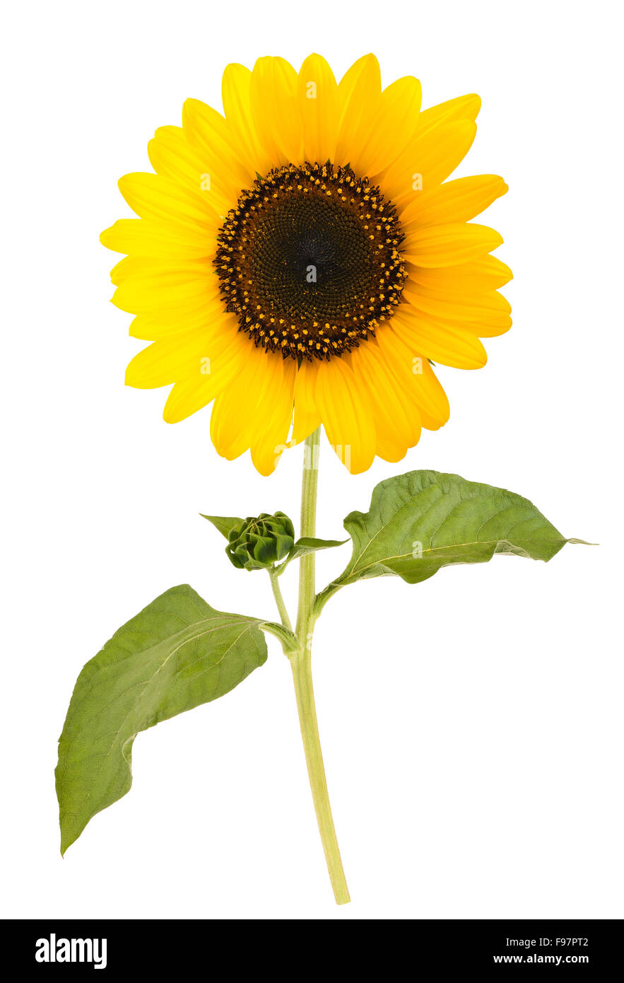sunflower isolated on white background Stock Photo