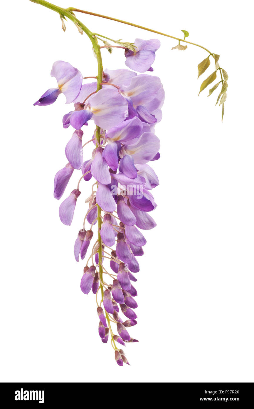 wisteria flowers isolated on white Stock Photo