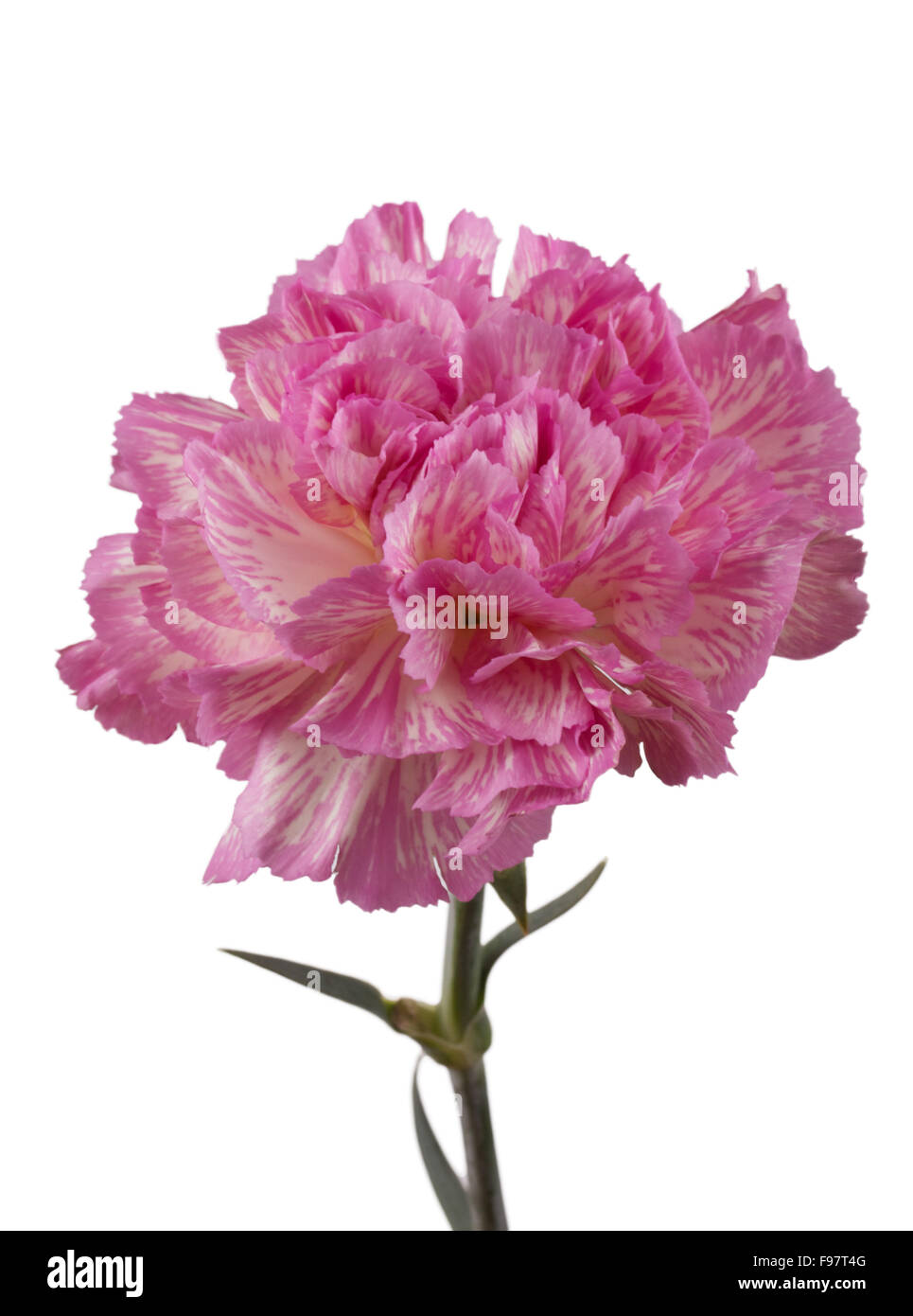 Beautiful pink carnation on a white background Stock Photo - Alamy