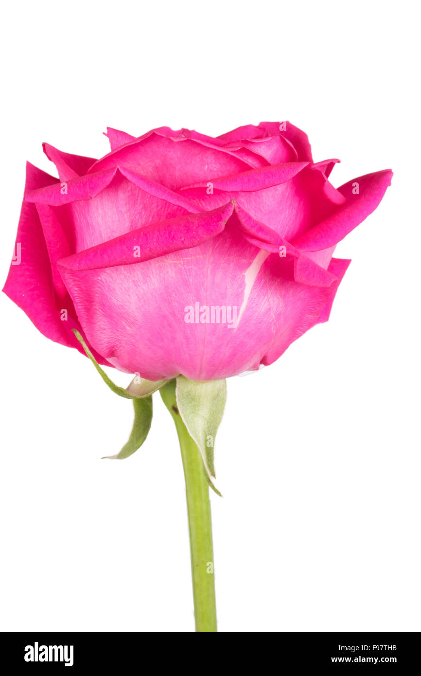 One Pink Roser one flower bouquet of pink roses Stock Photo - Alamy