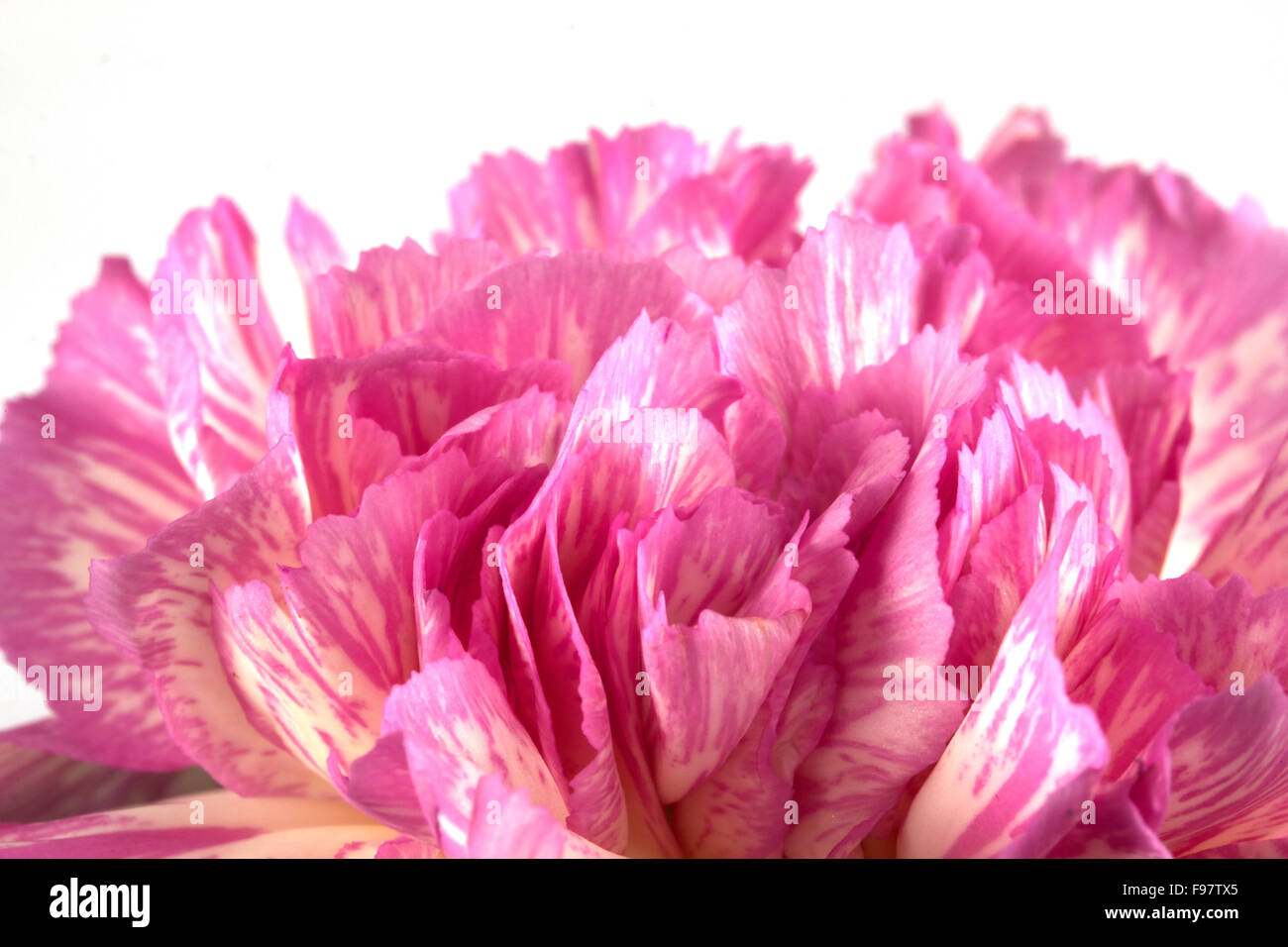 Beautiful pink carnation on a white background Stock Photo - Alamy
