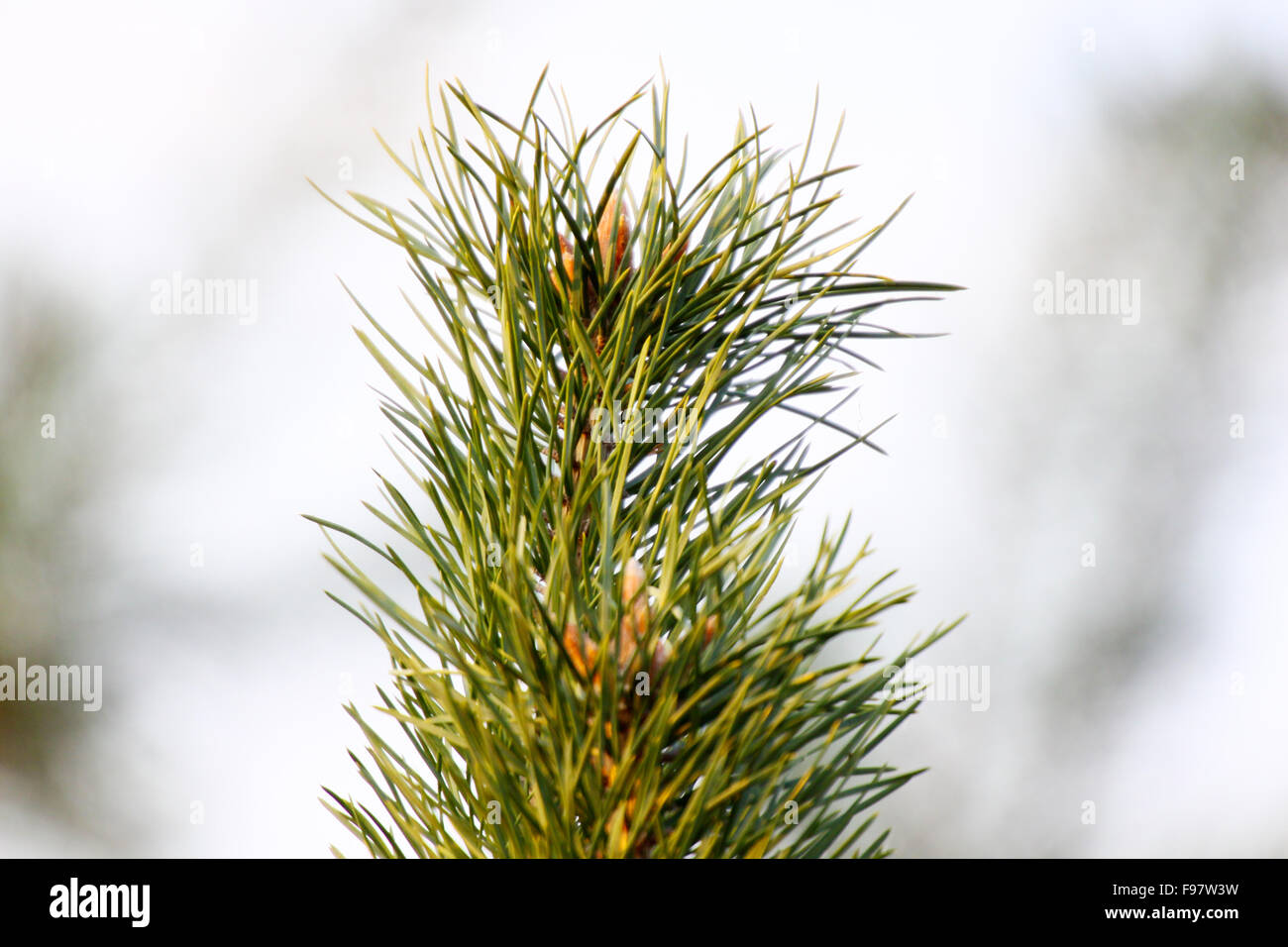 Branch of a pine with bright green needles Stock Photo - Alamy