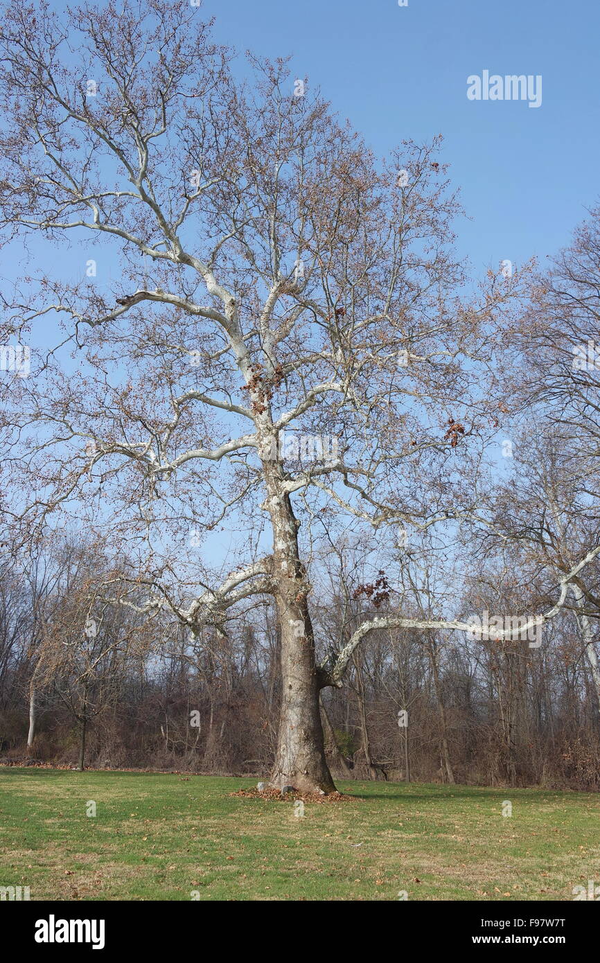 American sycamore tree in late Fall Stock Photo Alamy