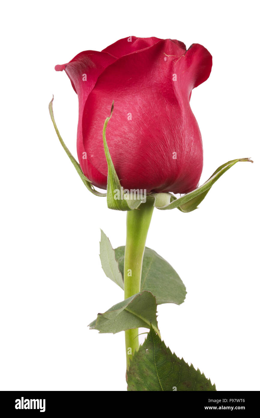 Red rose isolated on white background Stock Photo - Alamy