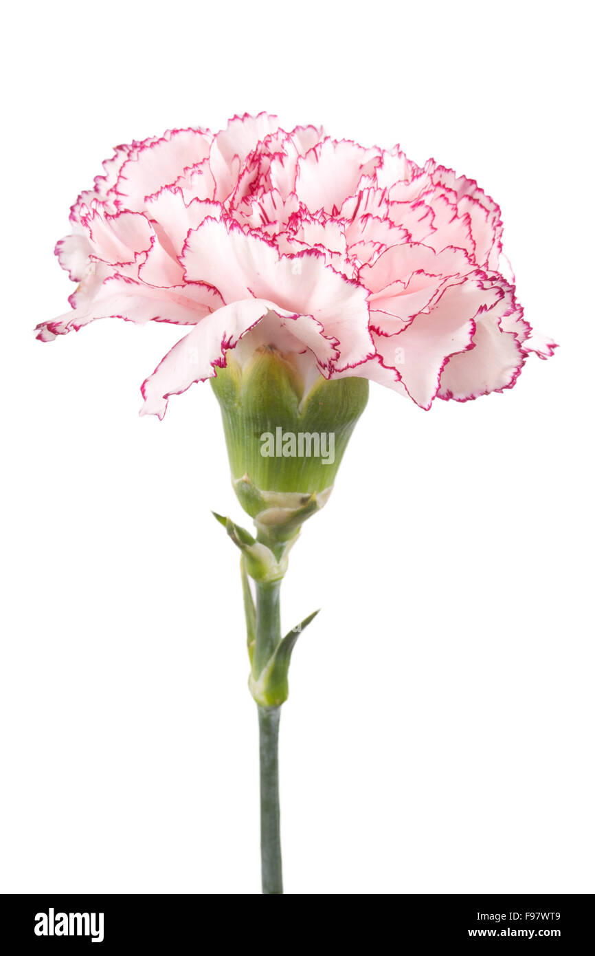 Beautiful pink carnation on a white background Stock Photo - Alamy