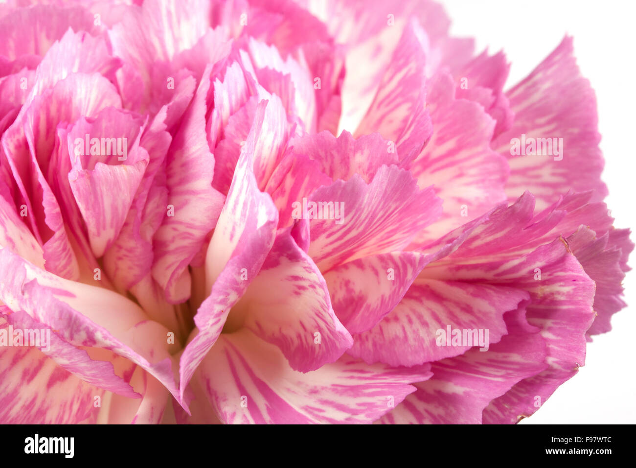 Beautiful pink carnation on a white background Stock Photo - Alamy