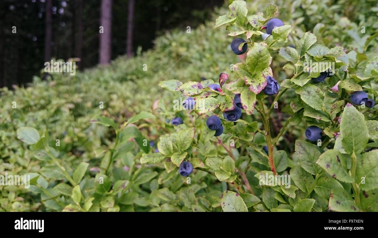 Wild Berry Plants Growing On Field Stock Photo