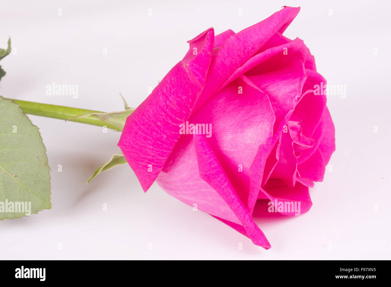 One Pink Roser one flower bouquet of pink roses Stock Photo - Alamy