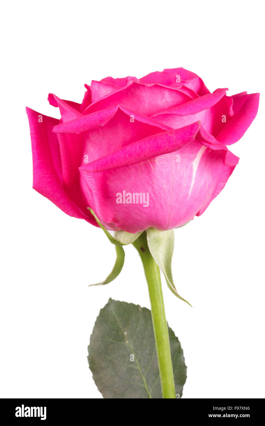 One Pink Roser one flower bouquet of pink roses Stock Photo - Alamy