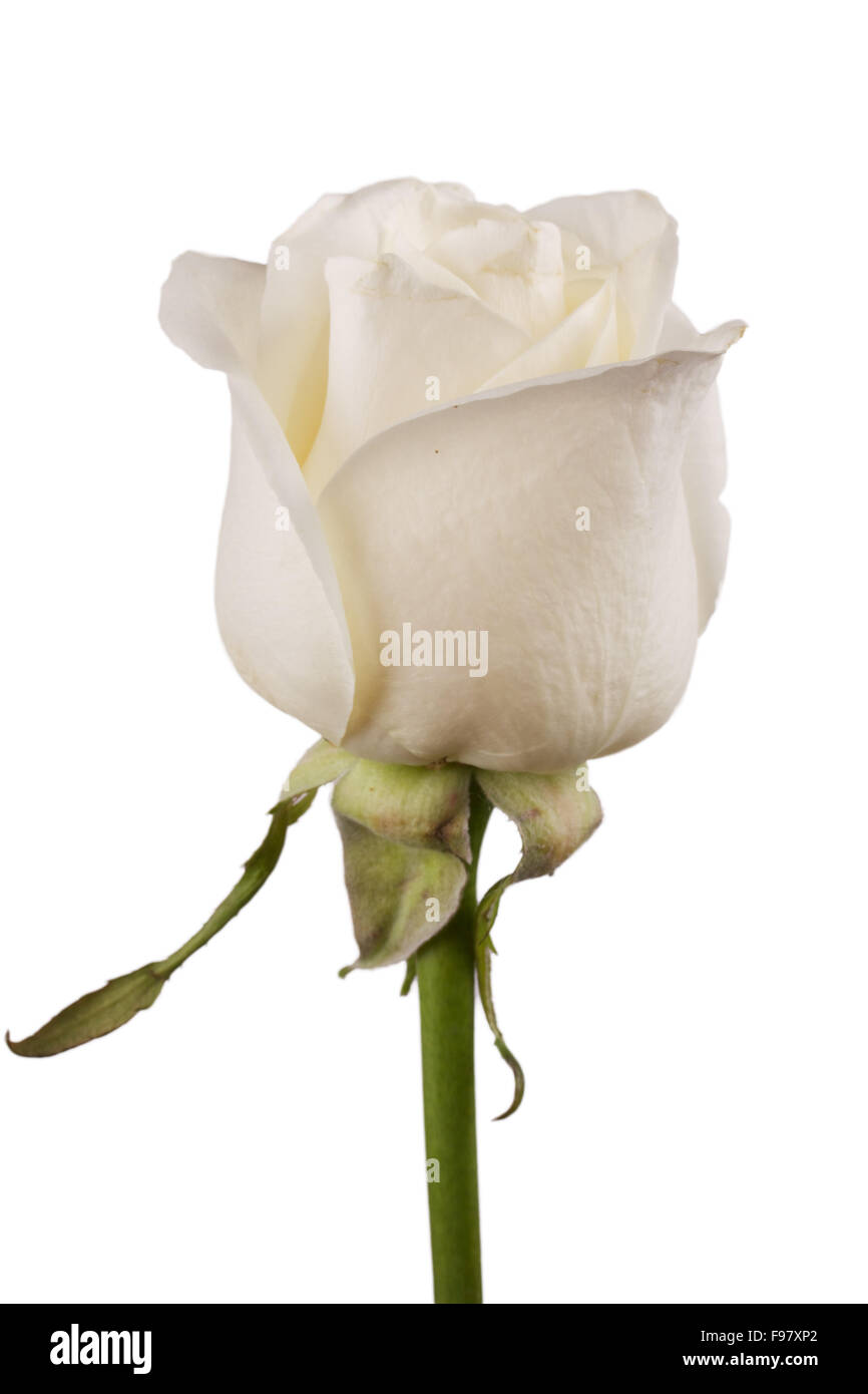 Countdown Rose White rose flower close-up isolated on white background Stock Photo - Alamy