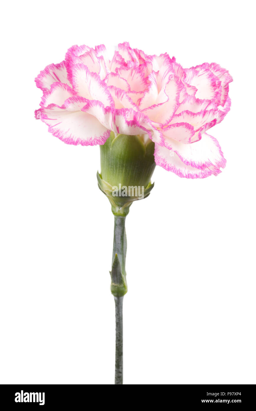 Beautiful pink carnation on a white background Stock Photo - Alamy