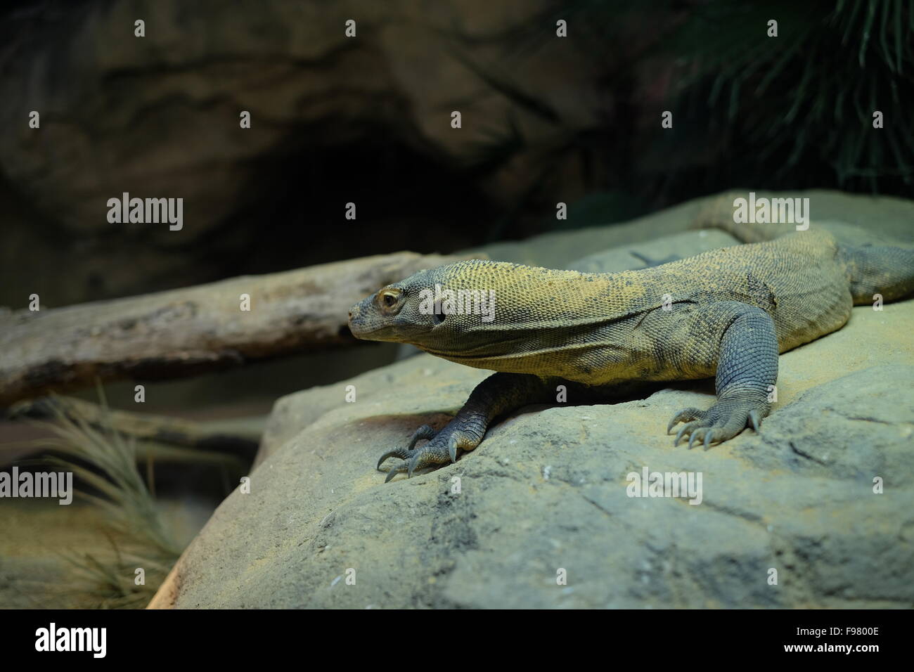 Monitor Lizard Climbing Rocks Rock Monitor Lizard High Resolution Stock Photography and Images - Alamy