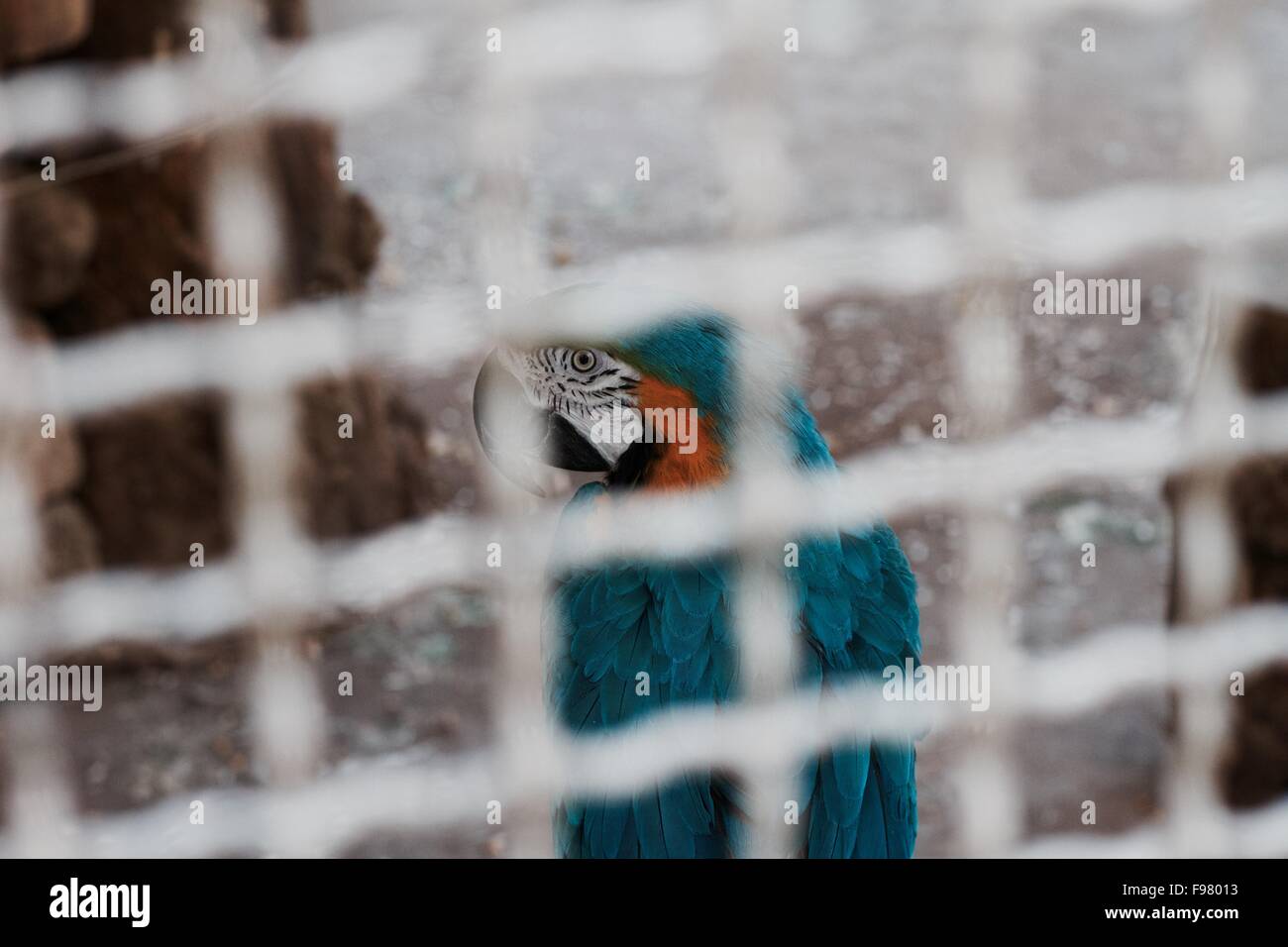Image showcasing Macaw On Field Seen Through Window Stock Photo - Alamy