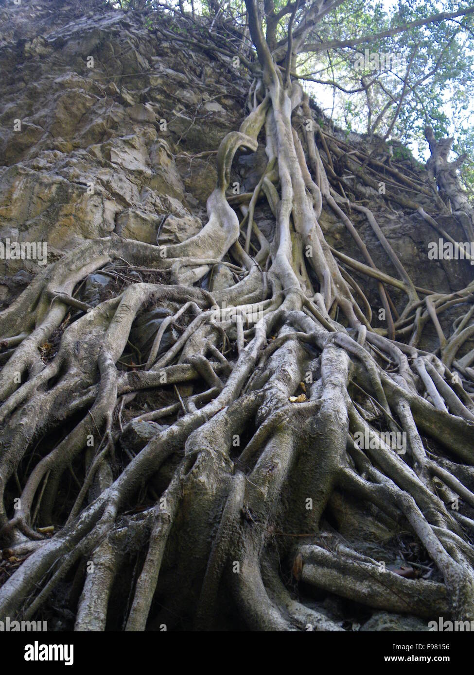 Roots growing into rock hi-res stock photography and images - Alamy