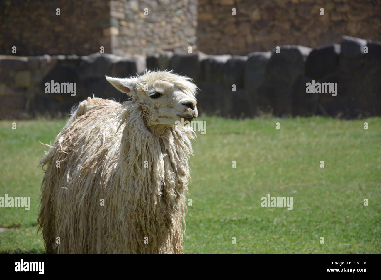 A llama grazes on the grounds of the Inca ruin of Ollantaytambo in the Sacred Valley of Peru. Stock Photo