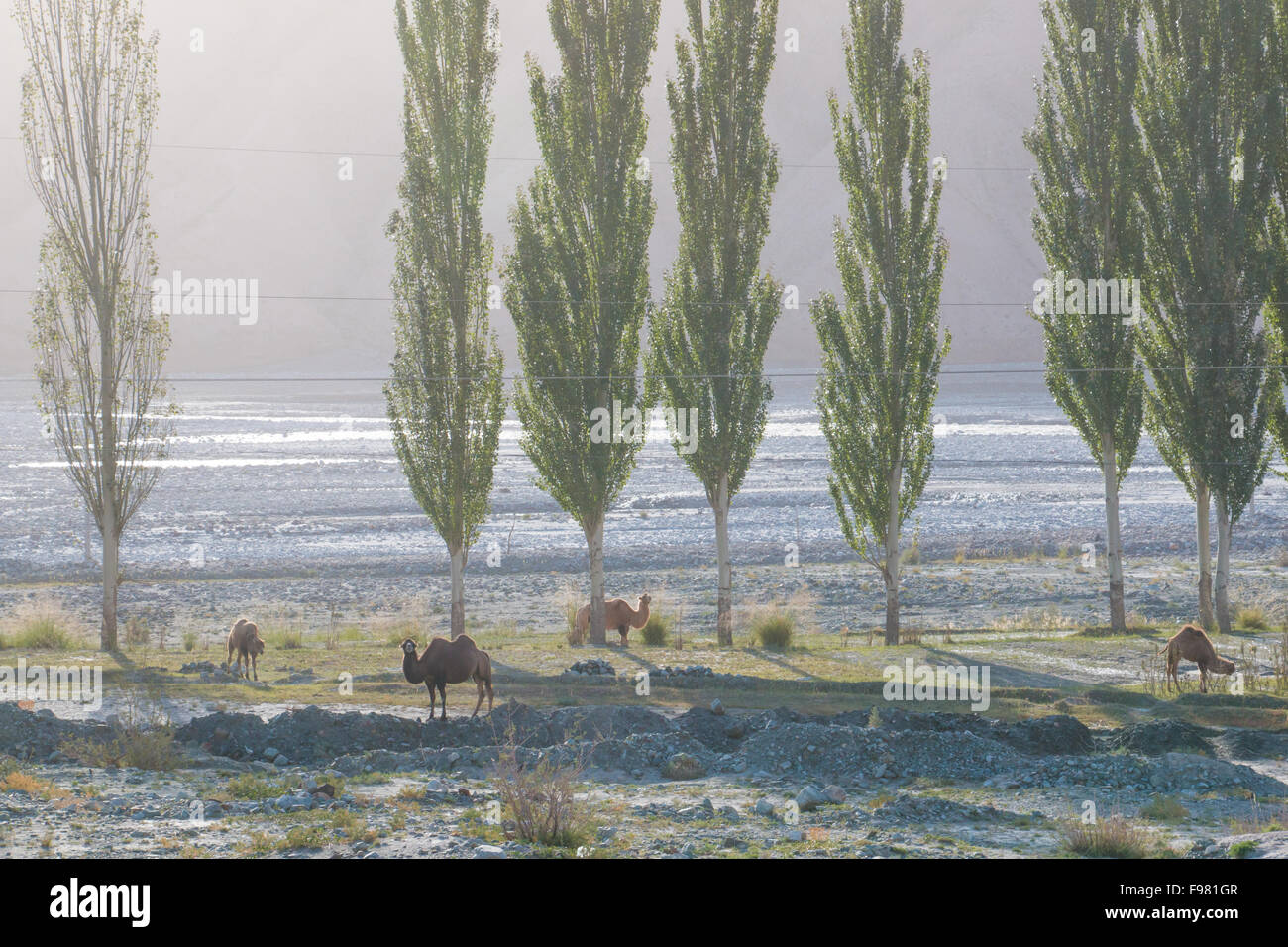 Wild camels in mountain valley with trees in Xinjiang China Stock Photo