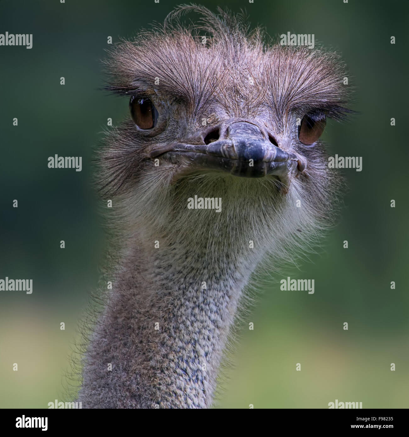 Funny Bird Face High Resolution Stock Photography And Images Alamy