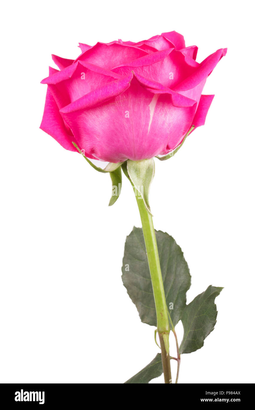 One Pink Roser one flower bouquet of pink roses Stock Photo - Alamy