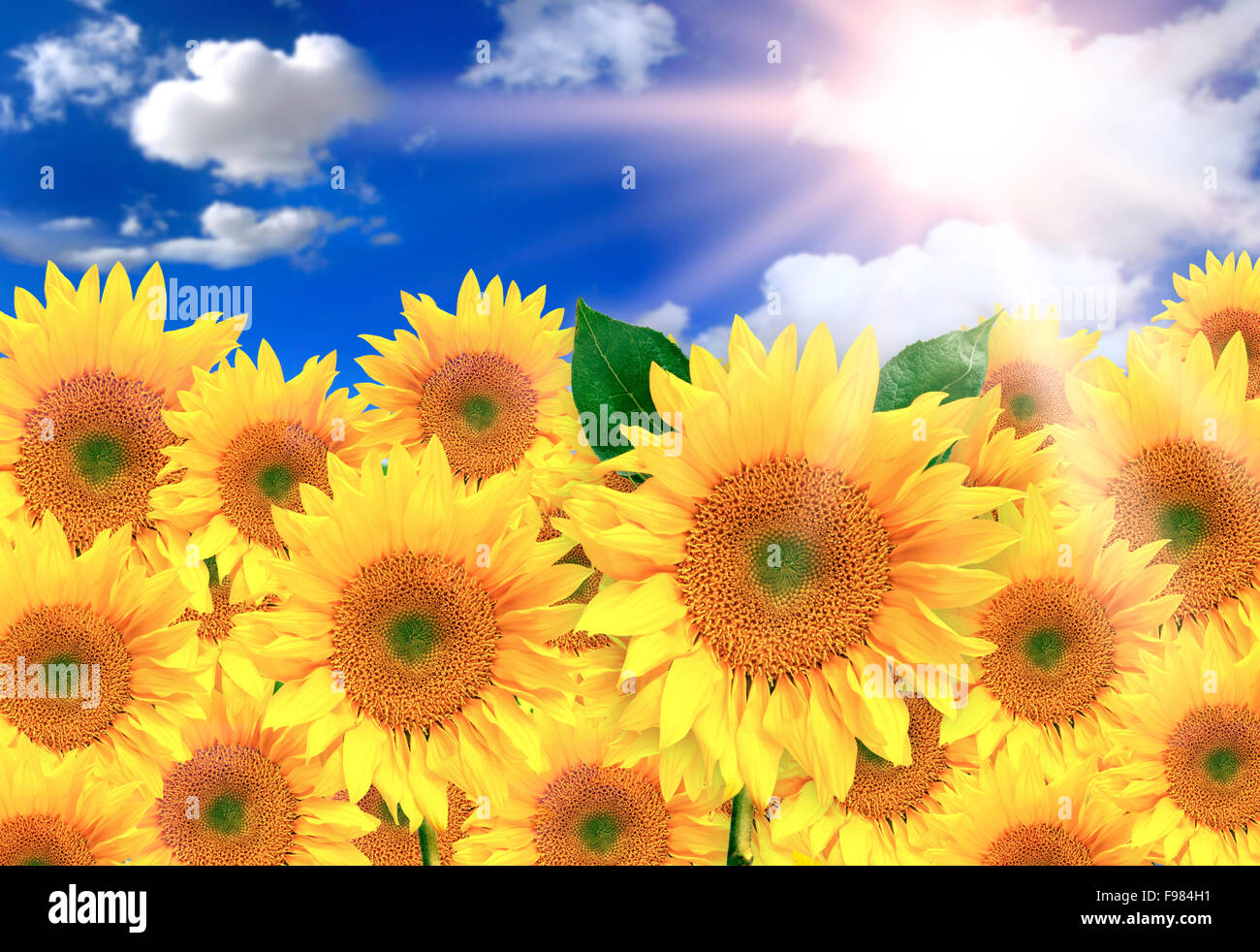 Bright Yellow Sunflowers on a Beautiful Sunny Day Stock Photo - Alamy