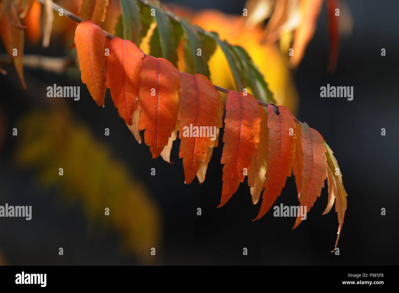 Staghorn sumac leaves in fall Stock Photo