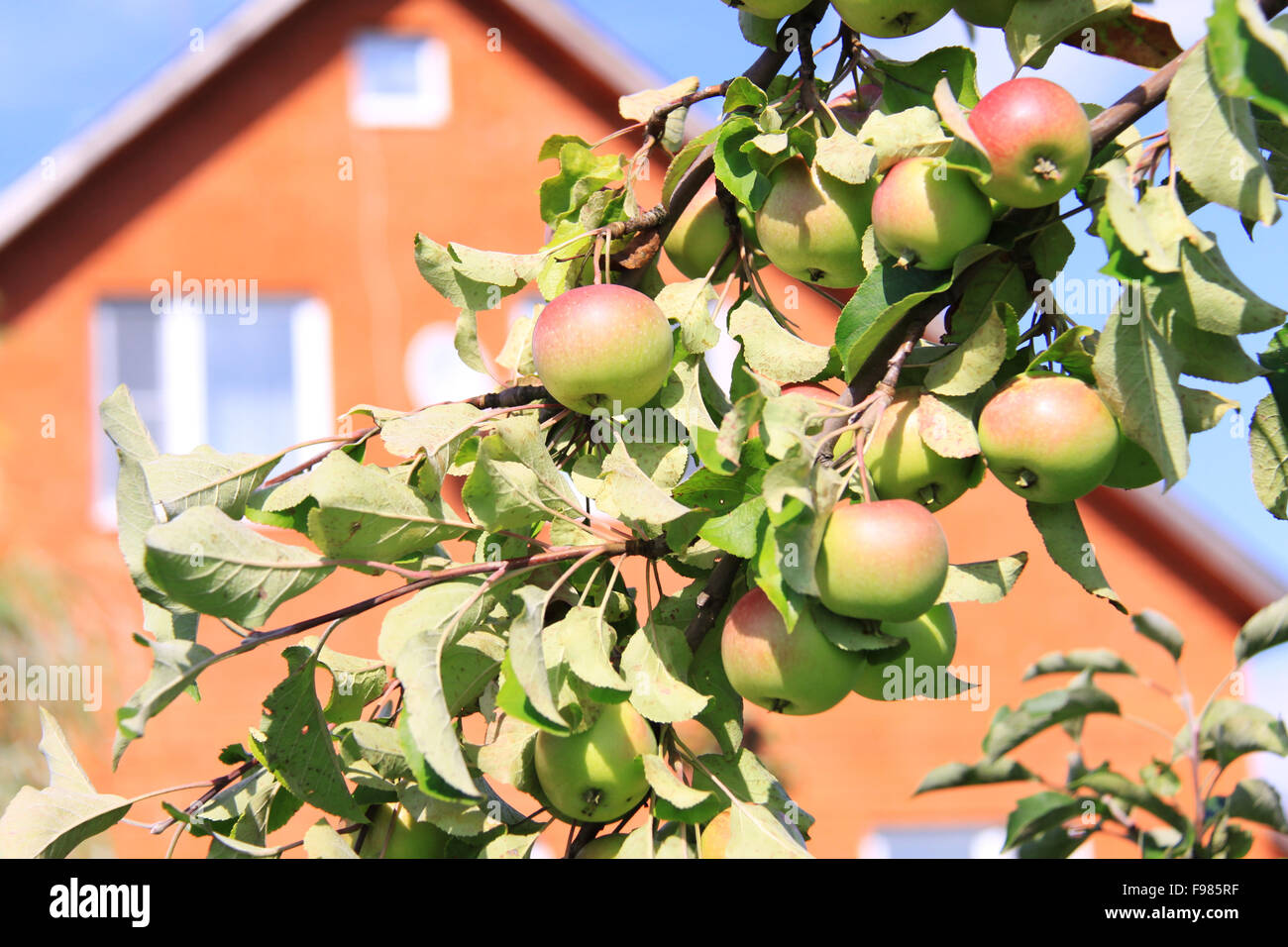 apples on apple trees branches in the orchard Stock Photo - Alamy