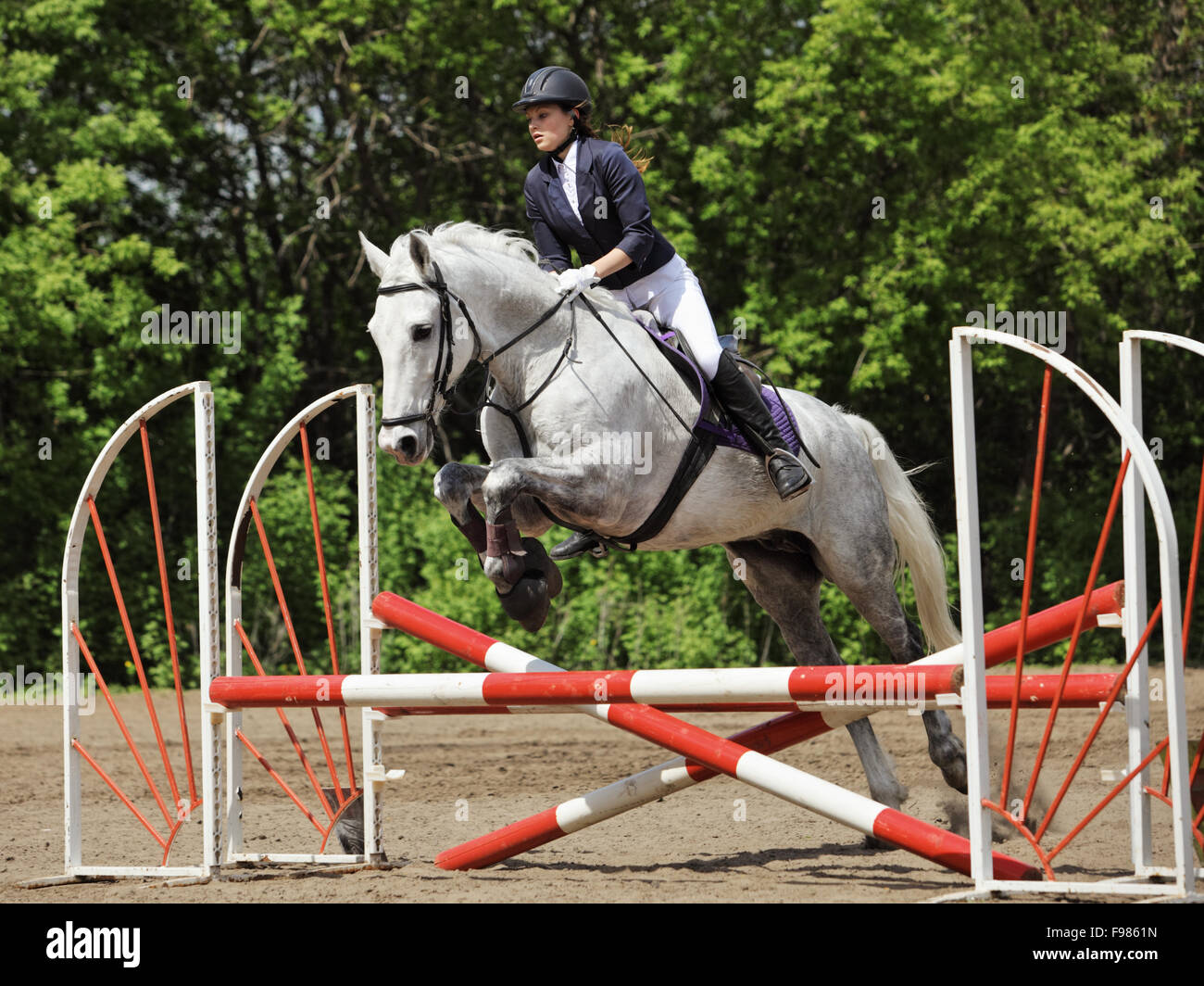 Equestrian jumper caught in mid jump with grass and white fences in the background Stock Photo
