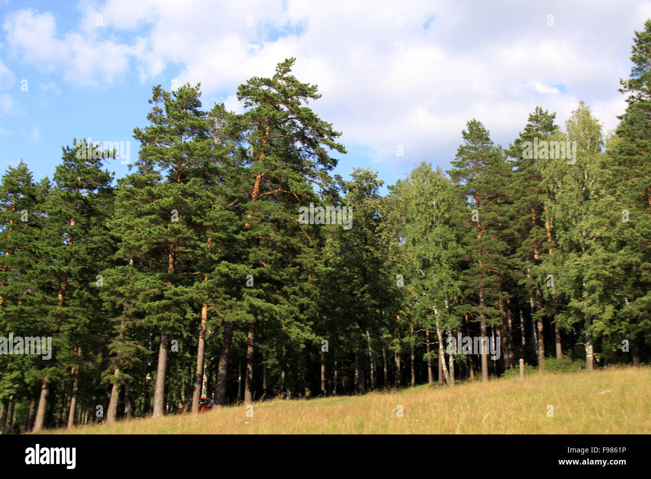 the edge of forest Stock Photo - Alamy