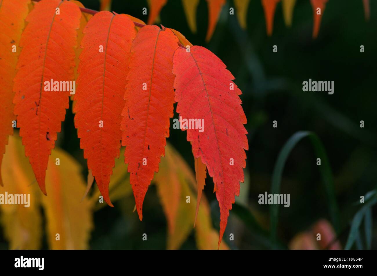 Staghorn sumac leaves in fall Stock Photo Alamy