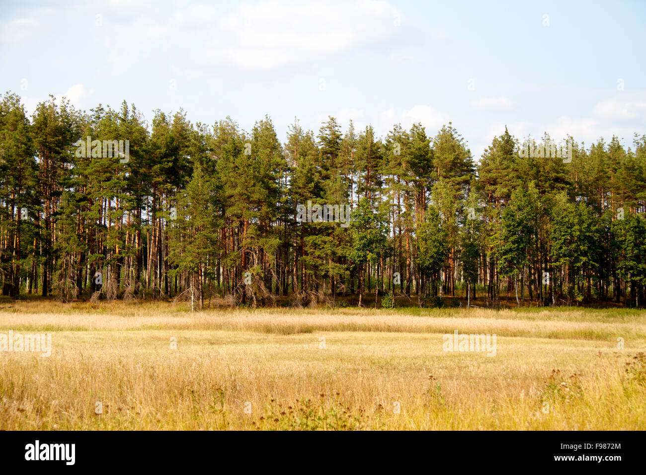 Russia aging boreal branch hi-res stock photography and images - Alamy