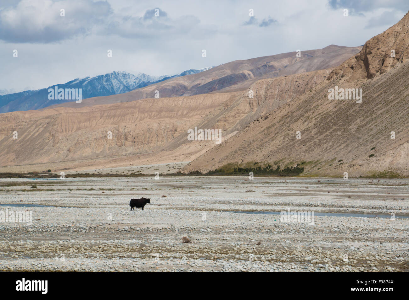 Single cow standing in vast mountain landscape Stock Photo