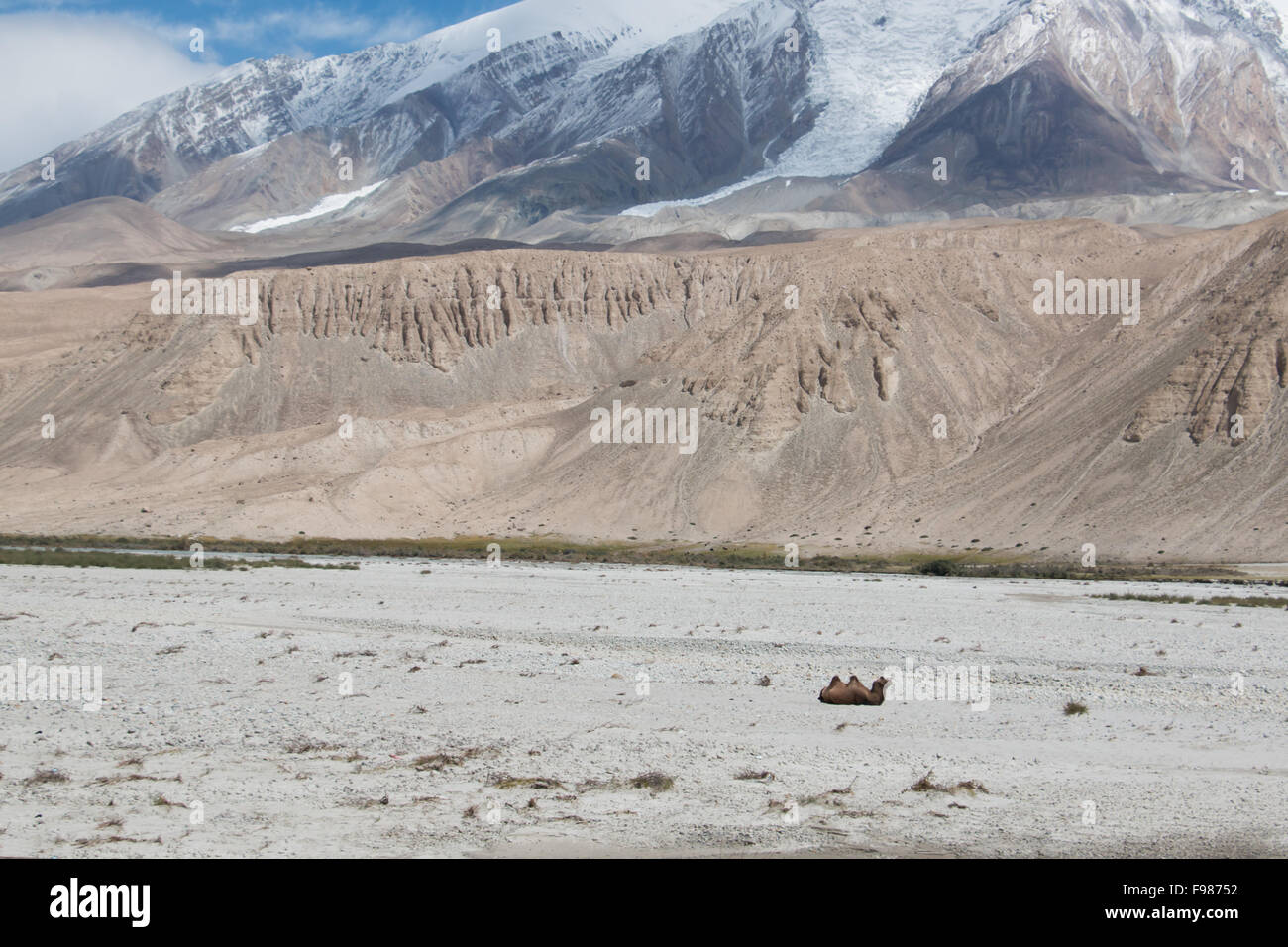 Single camel sitting in a vast mountain landscape Stock Photo