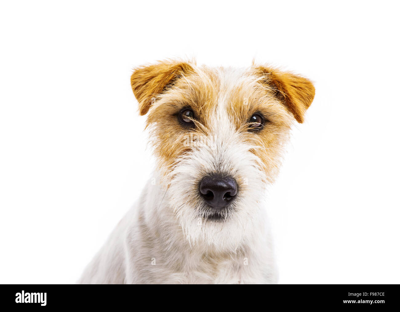 An adorable young parson russell terrier dog isolated on white ...