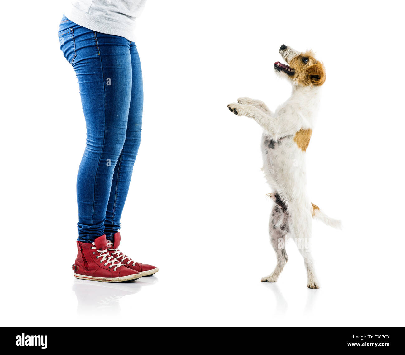 Cute parson russell terrier dog begging to play at owner's feet isolated on white background Stock Photo
