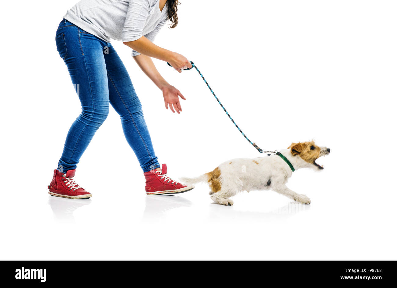 Agressive parson russell terrier dog barking on lead on walk with his owner, isolated on white background Stock Photo