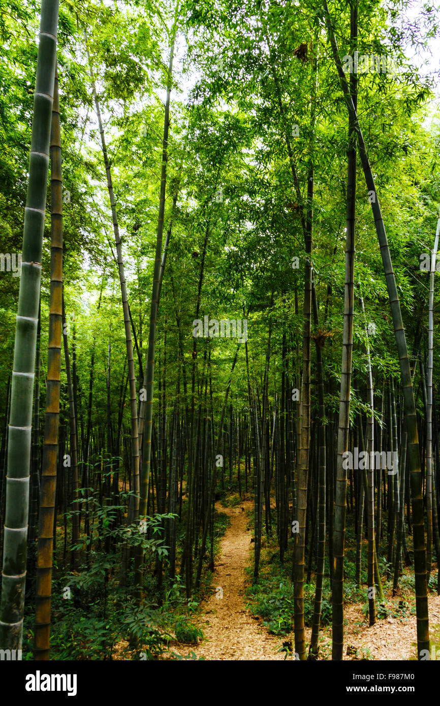 Shunan Bamboo Sea Hi res Stock Photography And Images Alamy shunan-bamboo-sea-hi-res-stock-photography-and-images-alamy