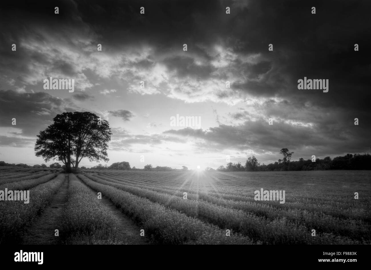 Beautiful  sunset with over vibrant ripe lavender fields in English countryside landscape in black and white Stock Photo
