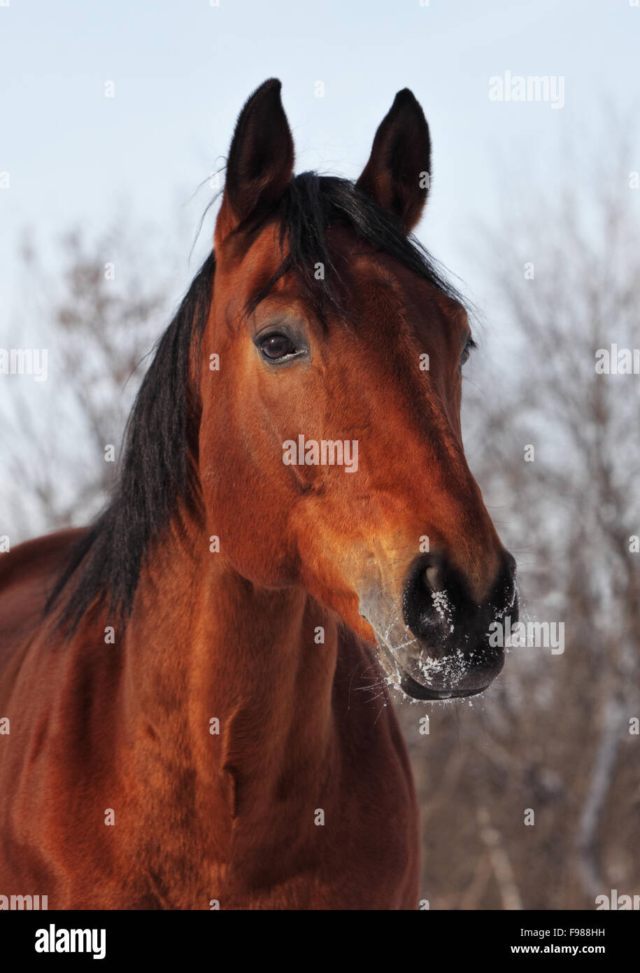 Beautiful head shot of a bay thoroughbred racehorse Stock Photo