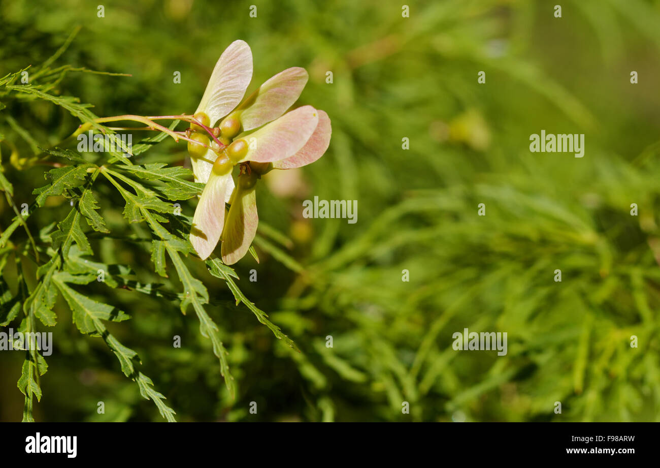 Maple tree seed pods Stock Photo Alamy