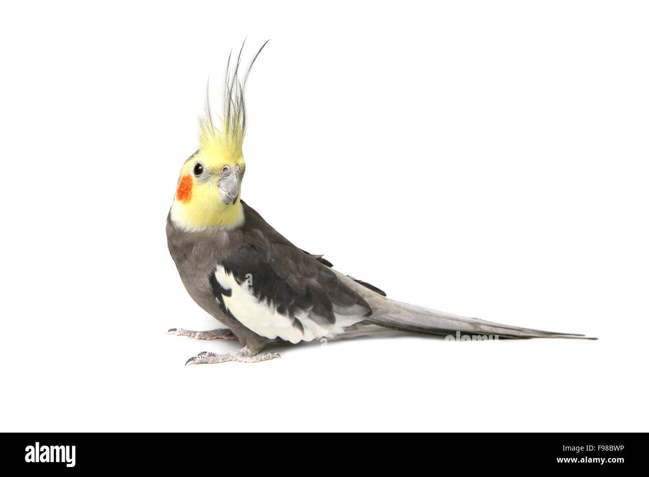 Cute Grey Curious Cockatiel Stock Photo