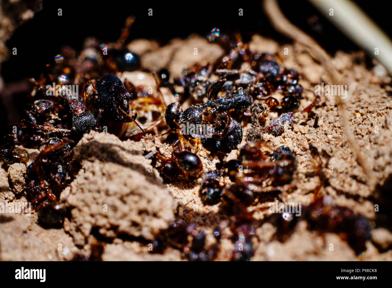 The view of many dead ants on the ground Stock Photo Alamy