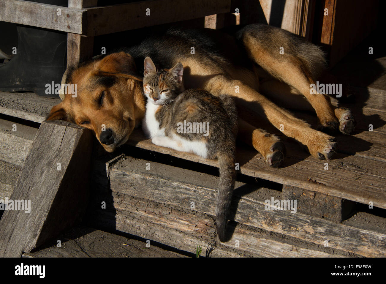 Enjoying the morning sun, a dog and cat cuddle up together on the porch of a rustic cabin. Stock Photo