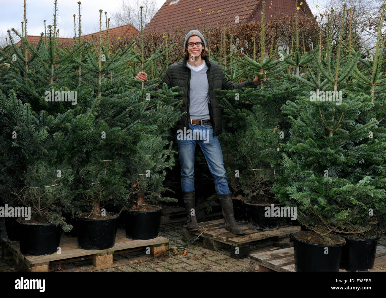 Rastede, Germany. 04th Dec, 2015. Kersten Scholz of the Scholz tree nursery poses next to potted Christmas trees in Rastede, Germany, 04 December 2015. The tree nursery rents out the potted trees. After the holiday season the trees are collected and replanted to make the Christmas tree business more sustainable. Photo: Ingo Wagner/dpa/Alamy Live News Stock Photo