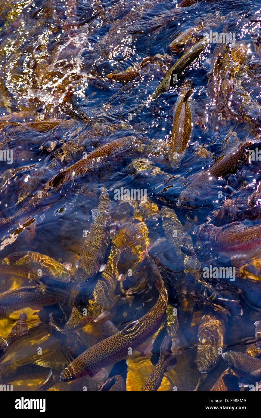 Rainbow trout on a feeding frenzy at a fish hatchery.at Pisgah Center for Wildlife Education