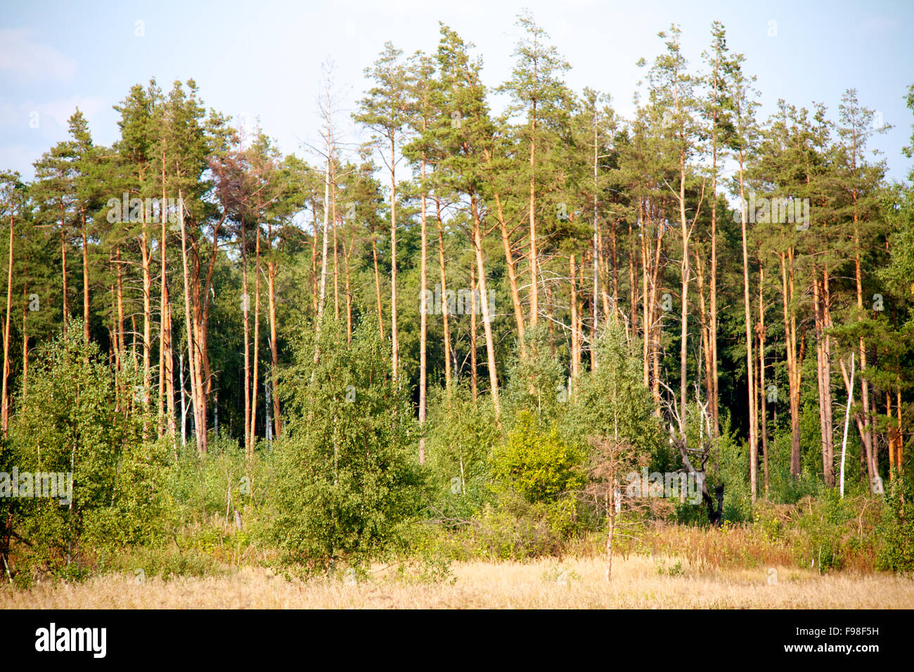 Russia aging boreal branch hi-res stock photography and images - Alamy