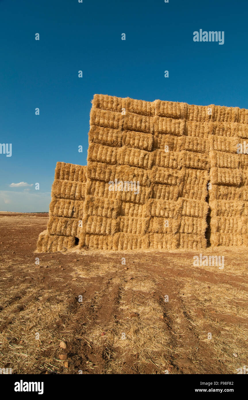 straws of hay, grain crop field Stock Photo Alamy